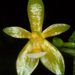 Phalaenopsis cornu-cervi alba-фото цветения