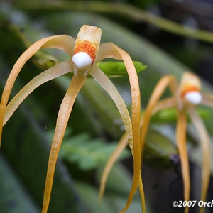 Thrixspermum centipeda-фото цветения