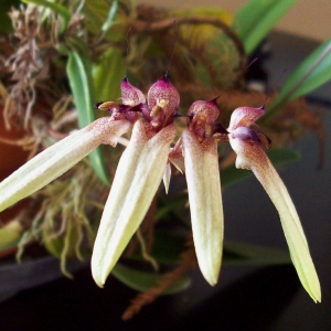 Фласка Bulbophyllum longiflorum