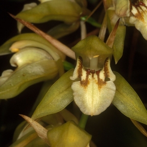 Фласка coelogyne fuscescens