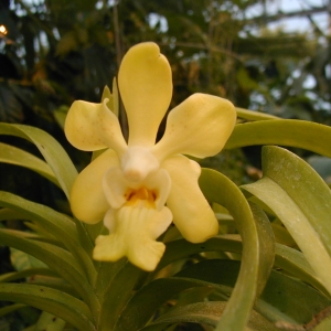 Фласка Vanda denisoniana