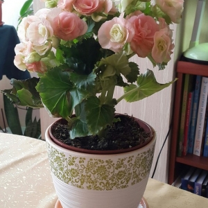 Бегония Элатиор Bodinia Light Pink