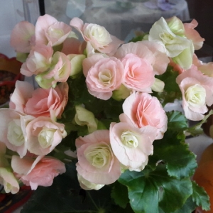 Бегония Элатиор Bodinia Light Pink