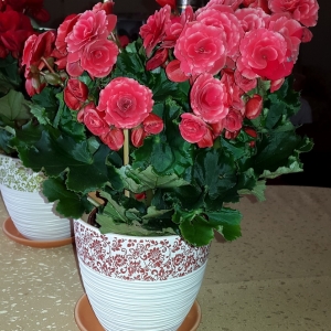 Бегония Элатиор Borias Dark