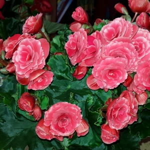 Бегония Элатиор Borias Dark