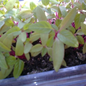 помогите определить что это?