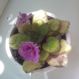 Узамбарская фиалка(сенполия)