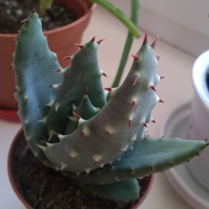 Aloe ferox