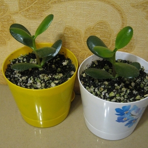 Крассулы