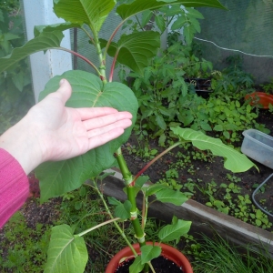 гортензия из Китая