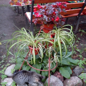 бегония плюс хлорофитум хохлатый