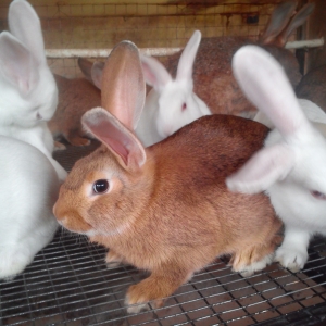 подросли крольчата