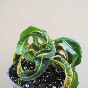 Кротон Ram's Horn