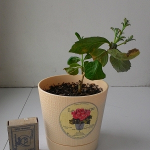 Клер угандийский