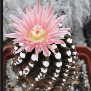 Neoporteria odieri