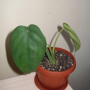 Сингониум Macrophyllum