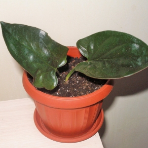 Сингониум Erythrophyllum