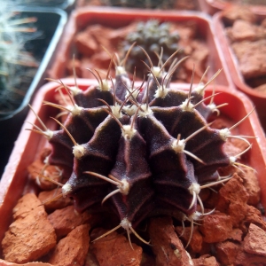 gimnocalycium friendrichii розовый