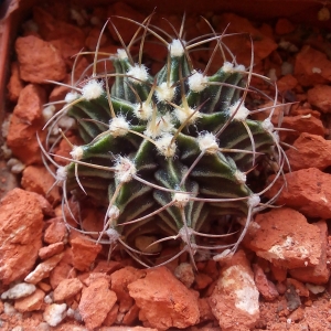 gimnocalycium friendrichii зеленый