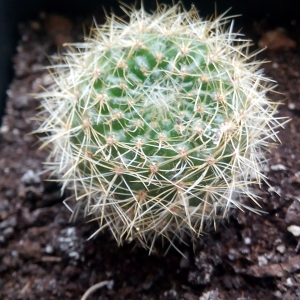 rebutia senilis var. kesselringiana