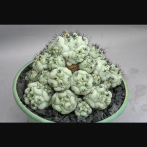 ortegocactus