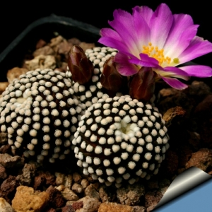 mammillaria luethyi