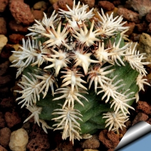 echinocactus horizonthalonius