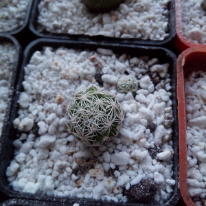 mammillaria gracilis