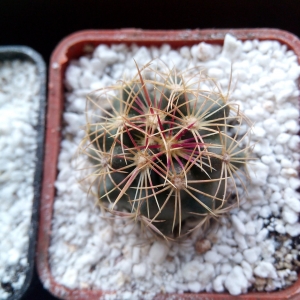 thelocactus bicolor