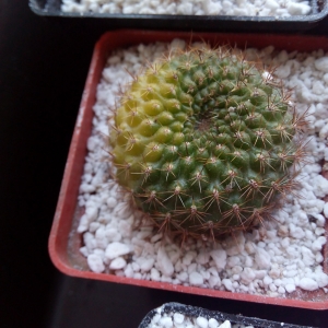 rebutia violasiflora