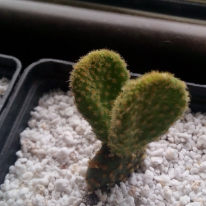 opuntia