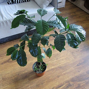 Кофе Арабика 800