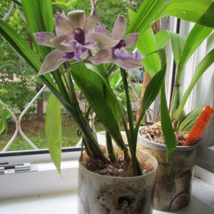 Zygopetalum Blue Angel (Зигопеталум Голубой Ангел) 15.08.10