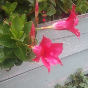 Неизвестый