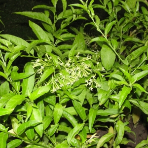 Растение из Турции