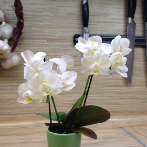 Миник