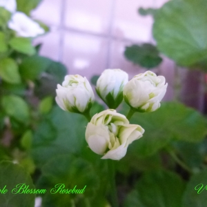 Apple Blossom Rosebud