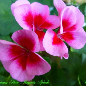 Americana Rose Magenta Splach