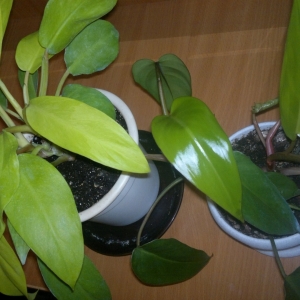 Два филодендрона