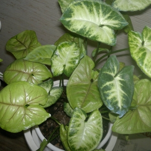 Два сингониума, по центру пикси, имя второго не искала