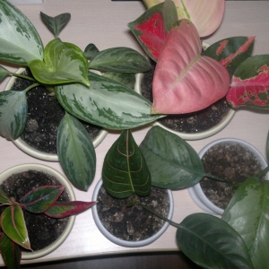 Ароидные, аглаонемы