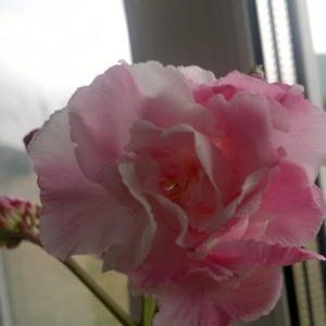 Олеандр.. пахнет...