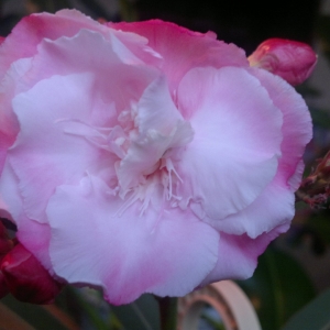 Олеандр с другого ракурса