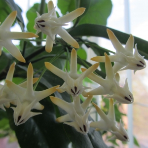 Hoya multiflora 15.10.23