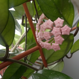 Хойя Карноза. 7 месяцев после укоренения))