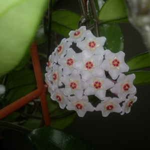 Хойя Карноза