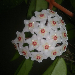 Хойя Карноза