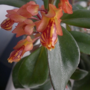 Немантантус