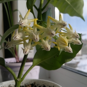 Хойя мультифлора ))