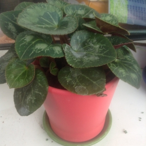 Пока без названия